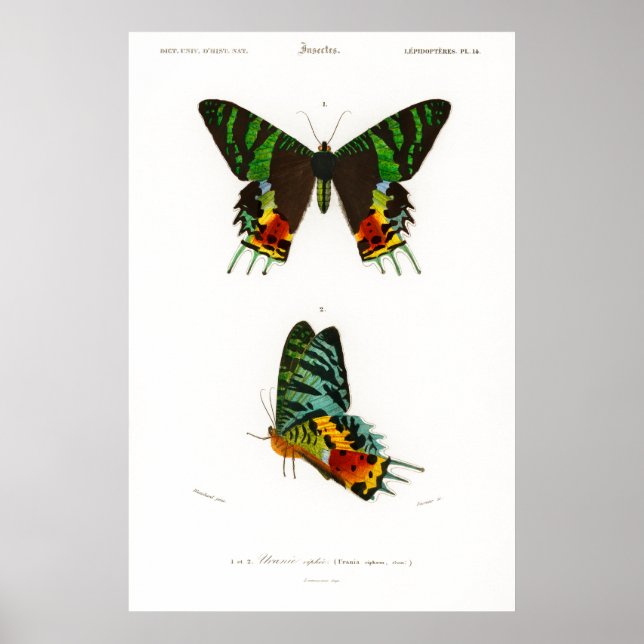 Vintage print  of a Madagascan Sunset Moth Poster (Front)