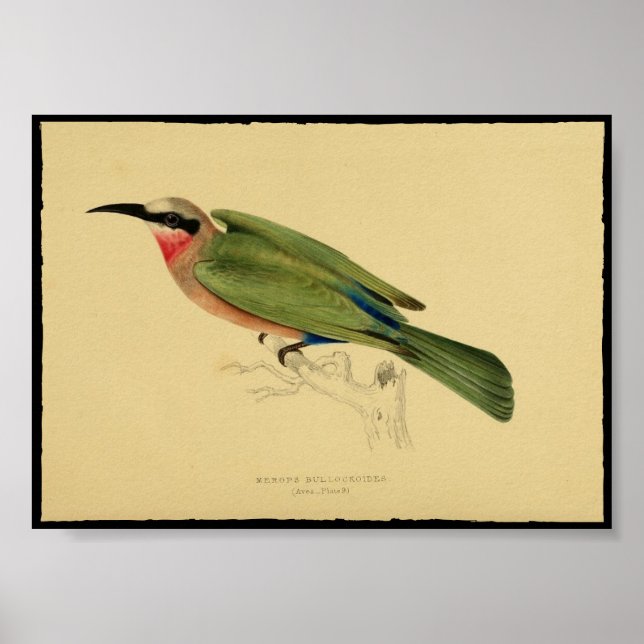 Vintage Print of Bird Poster (Front)