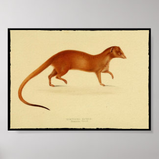 Vintage Print of Mongoose Poster