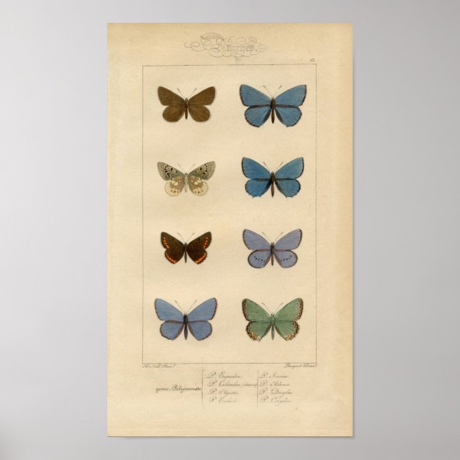 Vintage Print - Polyommatus - Moths & Butterflies (Front)