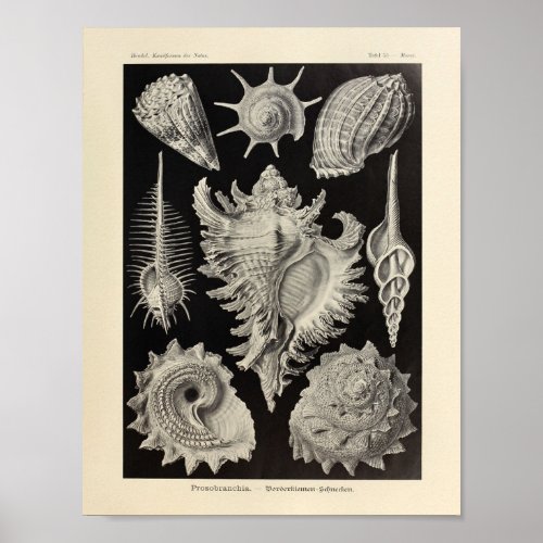 Vintage Prosobranchia Ernst Haeckel Art Print