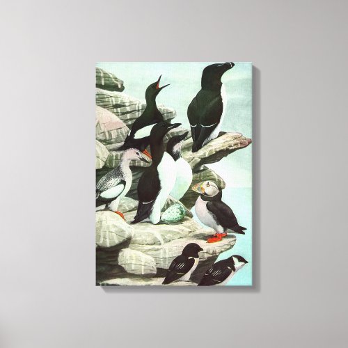 Vintage Puffins and Aquatic Birds by Louis Fuertes Canvas Print