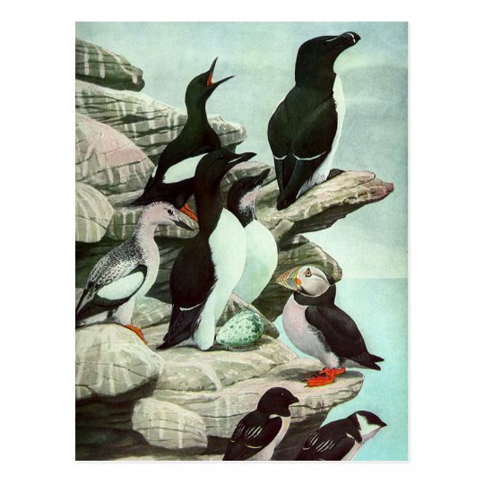 Vintage Puffins, Aquatic Bird, Marine Life Animals Postcard