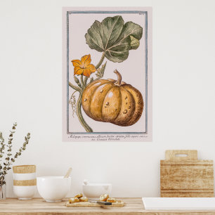 Vintage Pumpkin Illustration by Giorgio Bonelli Poster