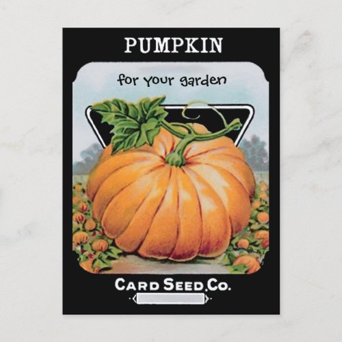 vintage pumpkin seeds art postcard