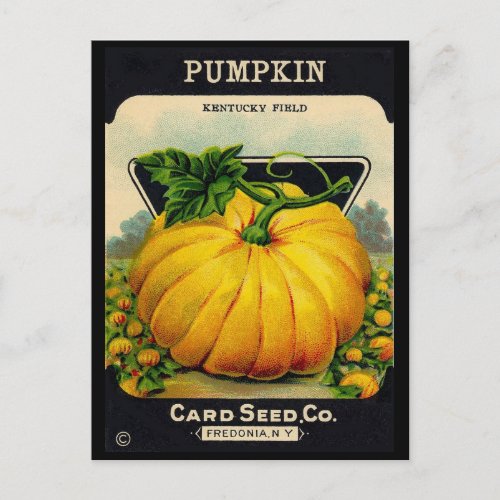 Vintage Pumplin Seed Ad Postcard