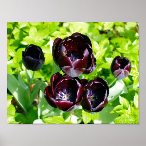 Vintage Purple Black Green Tulips Flowers Holland Poster