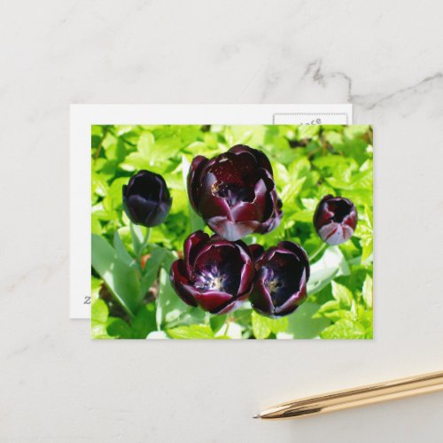 Vintage Purple Black Tulips Flower Holland Postcard