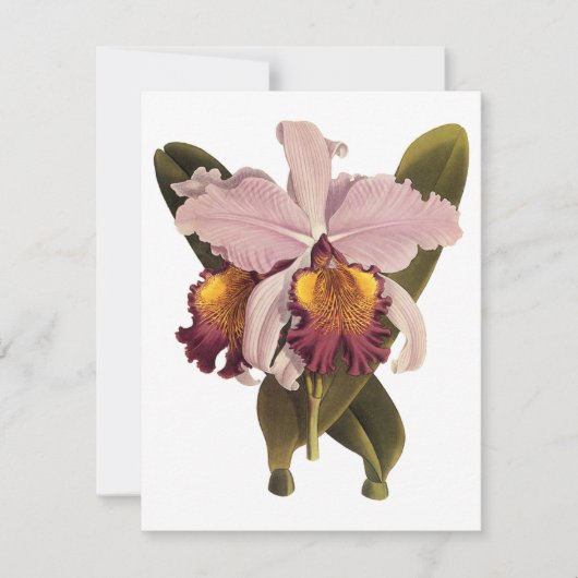 Vintage Purple Cattleya Orchid, Tropical Flowers (Front)