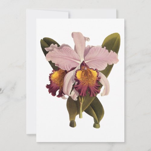 Vintage Purple Cattleya Orchid Tropical Flowers