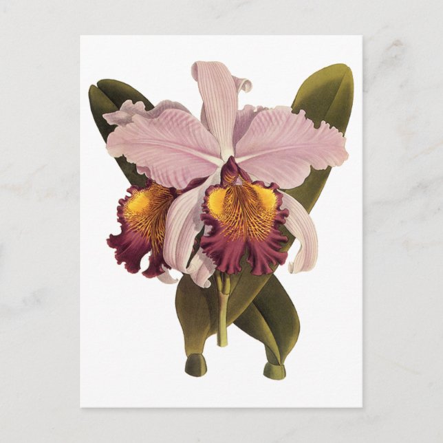 Vintage Purple Cattleya Orchid, Tropical Flowers Postcard (Front)