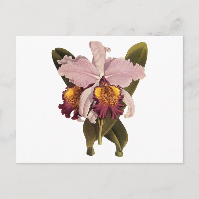 Vintage Purple Cattleya Orchid, Tropical Flowers Postcard (Front)