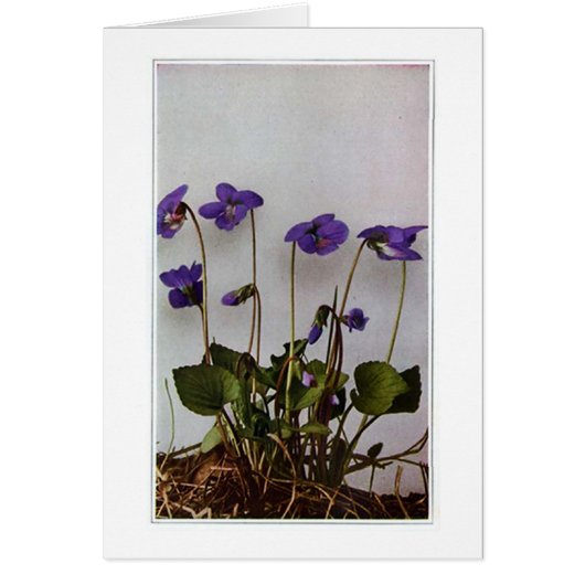 Vintage Purple Pansies Cards (Front)