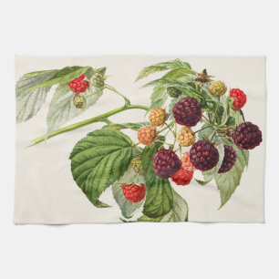 Vintage Purple Raspberry Kitchen Towel