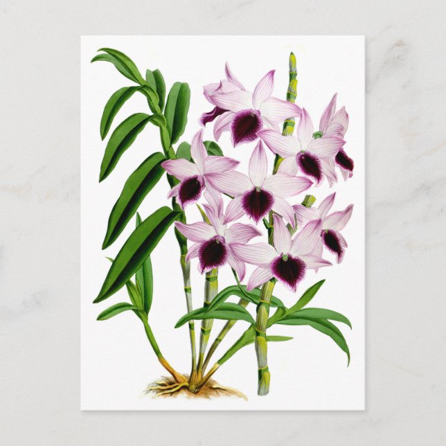 Vintage Purple White Orchid Flower Postcard (Front)