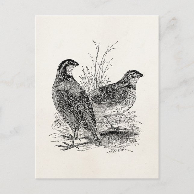 Vintage Quail Birds - Personalized Retro Game Bird Postcard (Front)