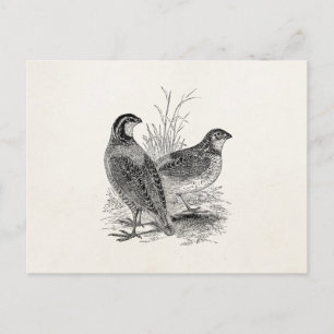 Vintage Quail Birds - Personalized Retro Game Bird Postcard