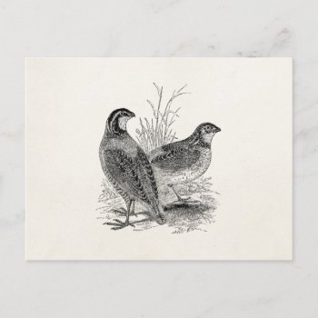 Vintage Quail Birds - Personalized Retro Game Bird Postcard by SilverSpiral at Zazzle