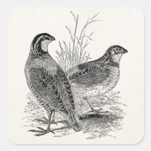 Vintage Quail Birds - Personalized Retro Game Bird Square Sticker