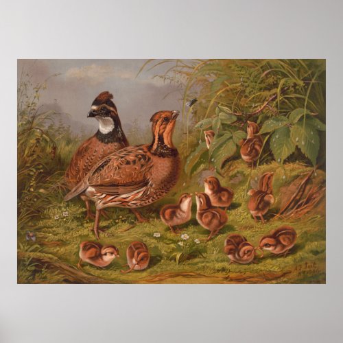 Vintage Quails  Their Chicks Illustration 1867 Poster