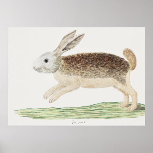 Vintage Rabbit Art Painting _ Robert Jacob Gordon Poster