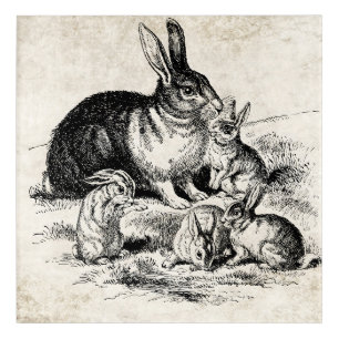 Vintage Rabbit Family Illustration, Baby Bunnies Acrylic Print