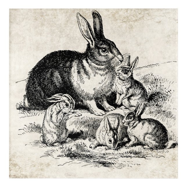 Vintage Rabbit Family Illustration, Baby Bunnies Acrylic Print (Front)