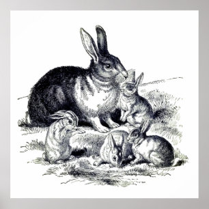Vintage rabbit family poster