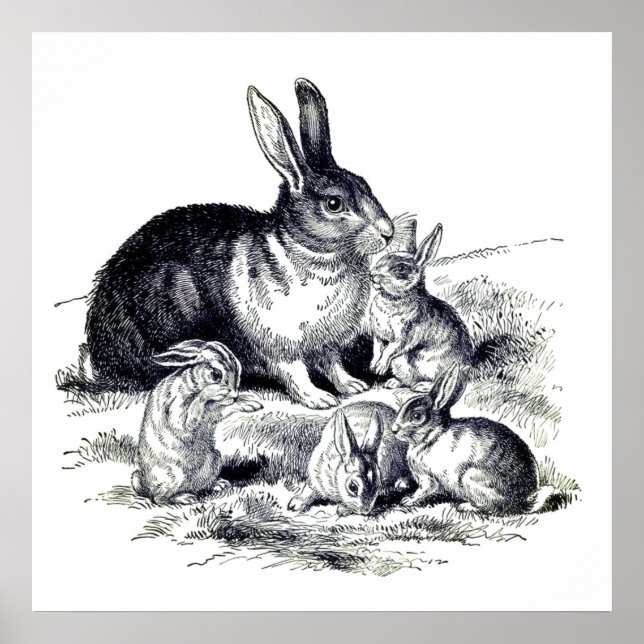 Vintage  rabbit  family  poster (Front)