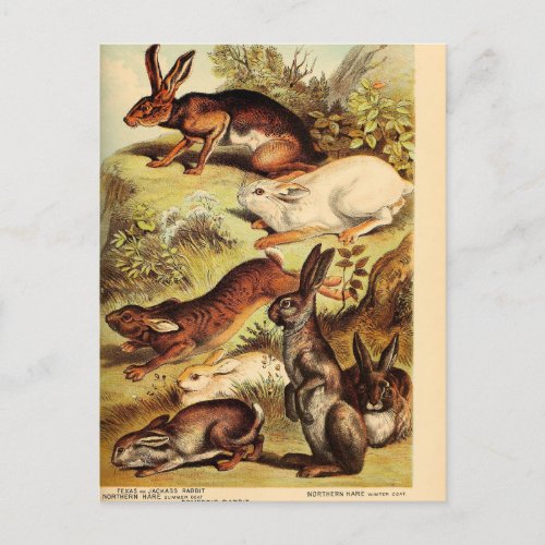 Vintage Rabbit Hare Bunny Ephemera Decoupage Art Postcard