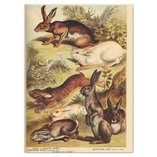 Vintage Rabbit Hare Bunny Ephemera Decoupage Tissue Paper