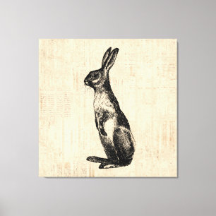 Vintage Rabbit Illustration Old Fashioned Bunny Canvas Print