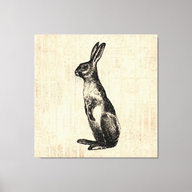 Vintage Rabbit Illustration Old Fashioned Bunny Canvas Print (Front)