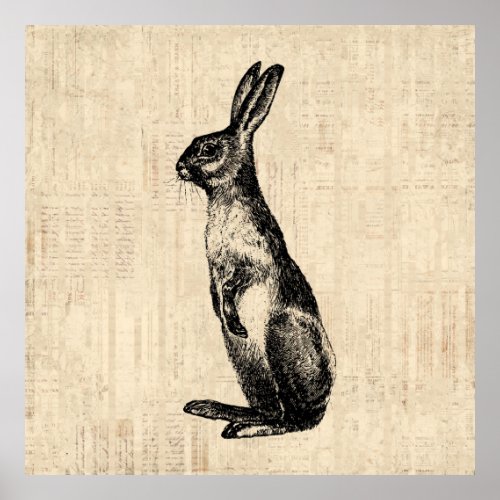 Vintage Rabbit Illustration Old Fashioned Bunny Poster