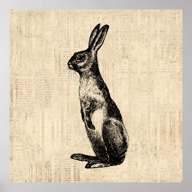 Vintage Rabbit Illustration Old Fashioned Bunny Poster | Zazzle