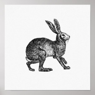 Vintage Rabbit Illustration Poster