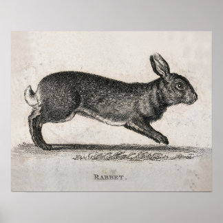 Vintage Rabbit Print