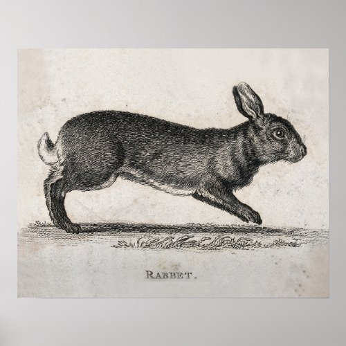 Vintage Rabbit Print 