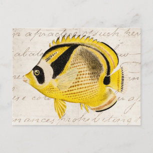 Vintage Raccoon Butterfly Fish - Antique Hawaiian Postcard