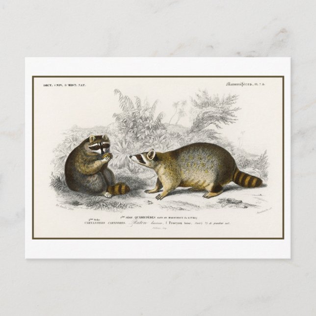 Vintage Raccoon Illustration Postcard (Front)