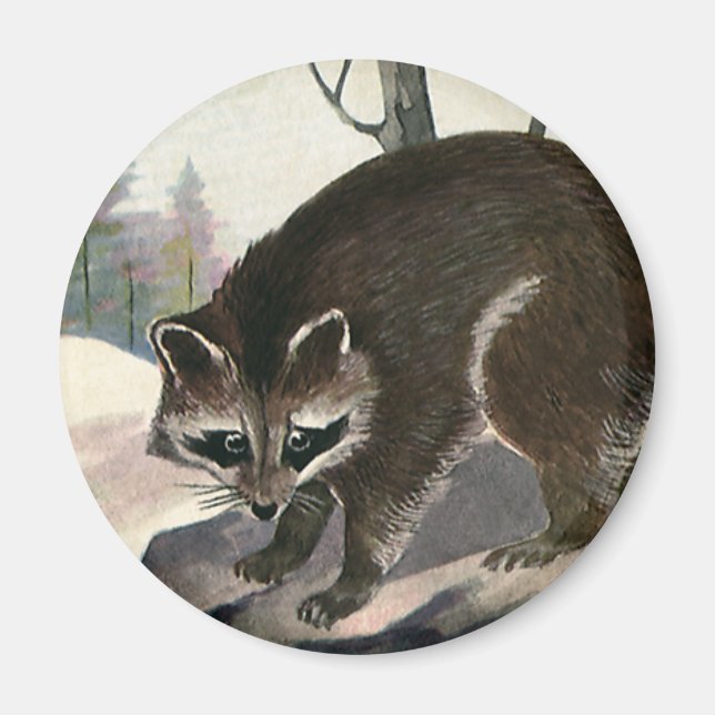 Vintage Raccoon, Wild Animal Forest Creatures Magnet (Front)