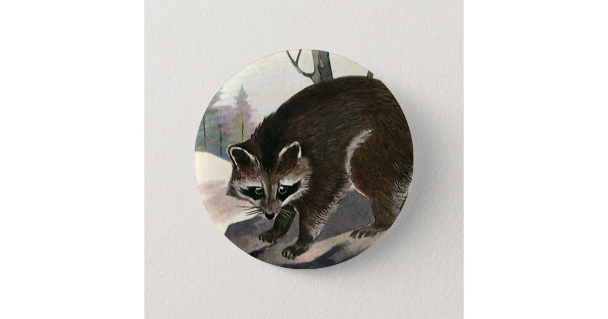 raccoon illustration vintage