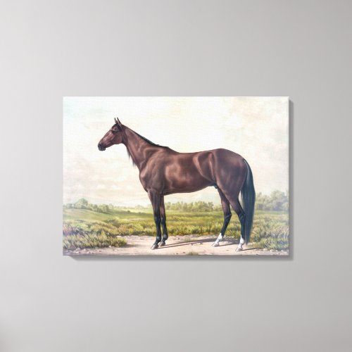VINTAGE RACE HORSE DRAWING BROWN HORSE CANVAS PRINT