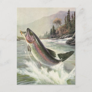 Vintage Rainbow Trout Fisherman Fishing for Fish Postcard