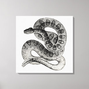Vintage Rattlesnake Reptile Snake Template Canvas Print