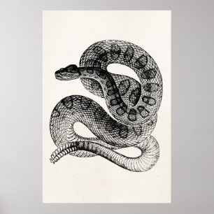 Vintage Rattlesnake Reptile Snake Template Poster