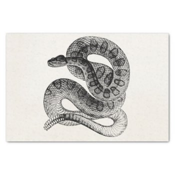 Vintage Rattlesnake Reptile Snake Template Tissue Paper by SilverSpiral at Zazzle