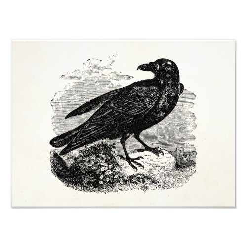 Vintage Raven Black Bird Crow Personalized Birds Photo Print