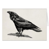 Vintage Raven Crow Blackbird Bird Illustration (Front Horizontal)