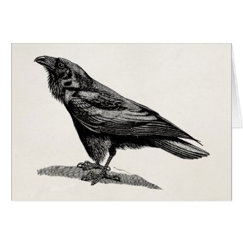 Vintage Raven Crow Blackbird Bird Illustration by SilverSpiral at Zazzle